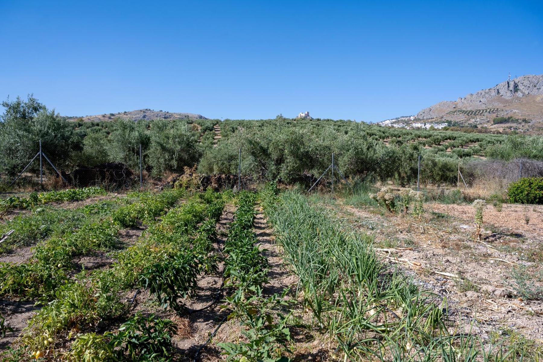 Agroturismo Ecologico El Cortijillo Luque Екстер'єр фото